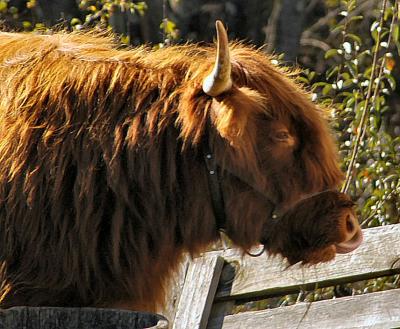 Irish Bull.jpg