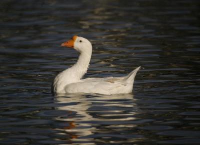 Goose2.jpg