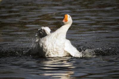 Splish Splash I was Taking a Bath.jpg