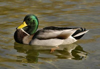 duck2.jpg