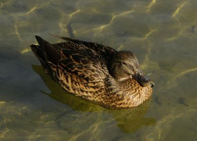 duck3.jpg