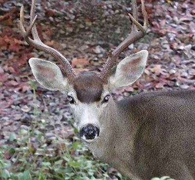 Young buck up close