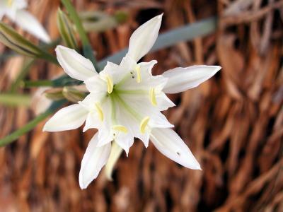 Sand Lily