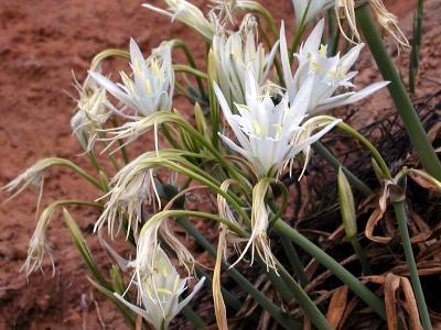 Sand Lily