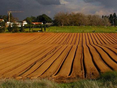 A field before the storm