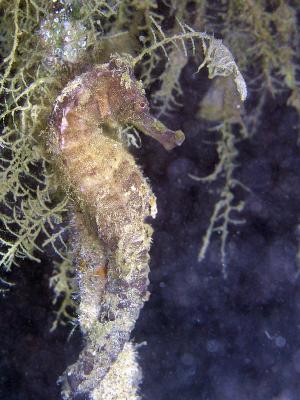 Sea horse