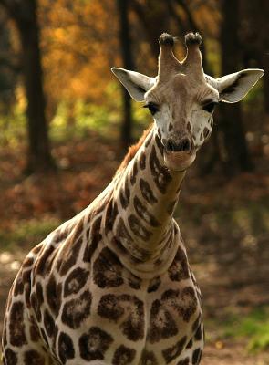 Bronx Zoo: Zebras & Giraffes