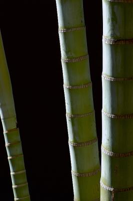 Bamboo