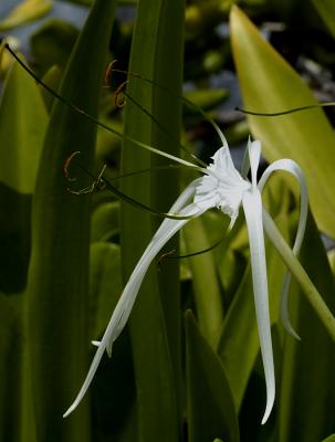 Delicate Flower