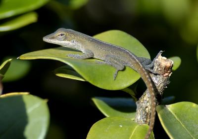 Lizard in Bush