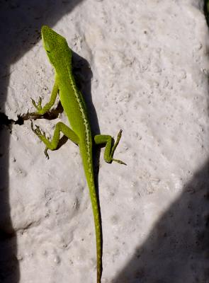 Lizard in Light