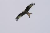 Red Kite