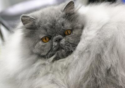 Persian Blue, I've been told!