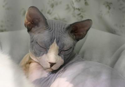 Sphynx