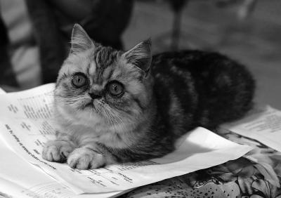 Black and White Kitty