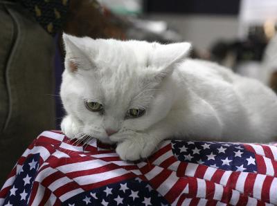 White Cat