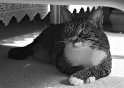 CRW Under The Ottoman