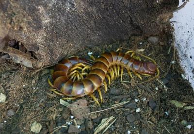 Giant Peruvian Centipede