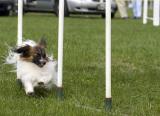 Papillon