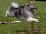 Keeshound