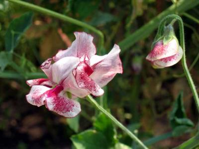 Lathyrus (100803xtt 1zrmo.jpg)