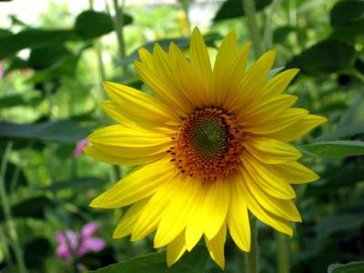 100803xtt 7 sunflower.jpg