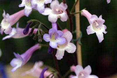 070704d streptocarpus 5.jpg