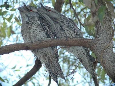Frogmouth Owls5 copy.jpg