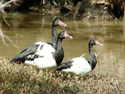 Magpie Geese Trio4 copy.jpg
