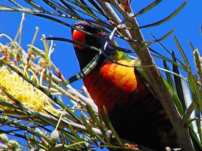Lorikeet High crop.jpg