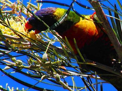 Lorikeet head crop.jpg