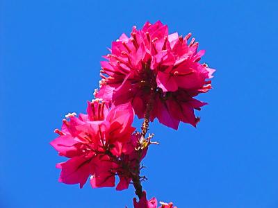 Bouganvillea in the Sky2.jpg