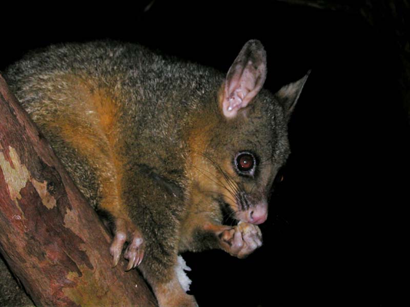 Possum Feeding.jpg
