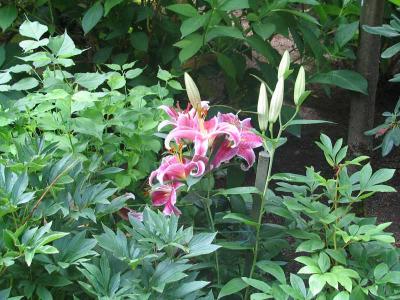 IMG_2496.jpg