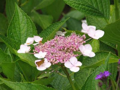 IMG_2510.jpg