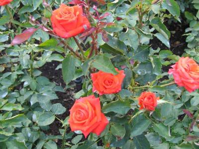 IMG_2680.jpg
