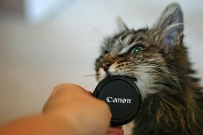Cats and Cameras