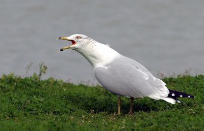 Corte Madera gull sounding off