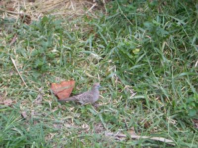 birds in Hawaii