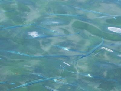 Garfish_Oahu2005-02-28 019.JPG