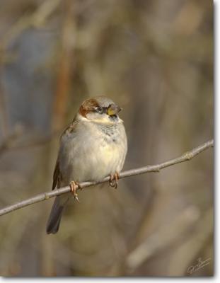 House Sparrow