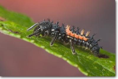 Asian Lady Beetle larva
