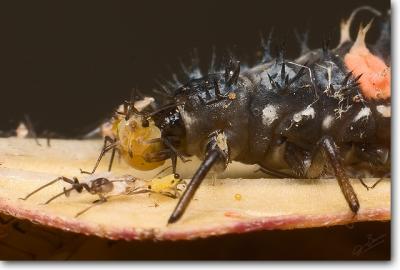 Asian Lady Beetle larva vs. Aphid