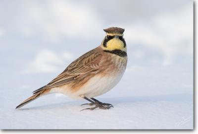 Horned Lark