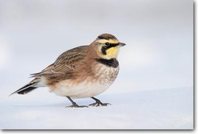 Horned Lark