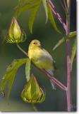 <!-- CRW_0189.jpg -->American Goldfinch