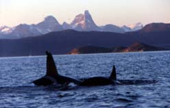 Orca Watching in Tysfijord - Nov 2003