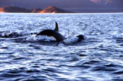Orca Watching in Tysfijord - Nov 2003