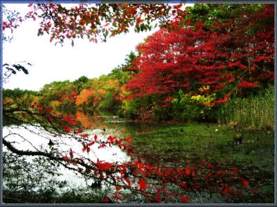 our pond after curves