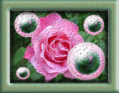 rosebubbles8.jpg